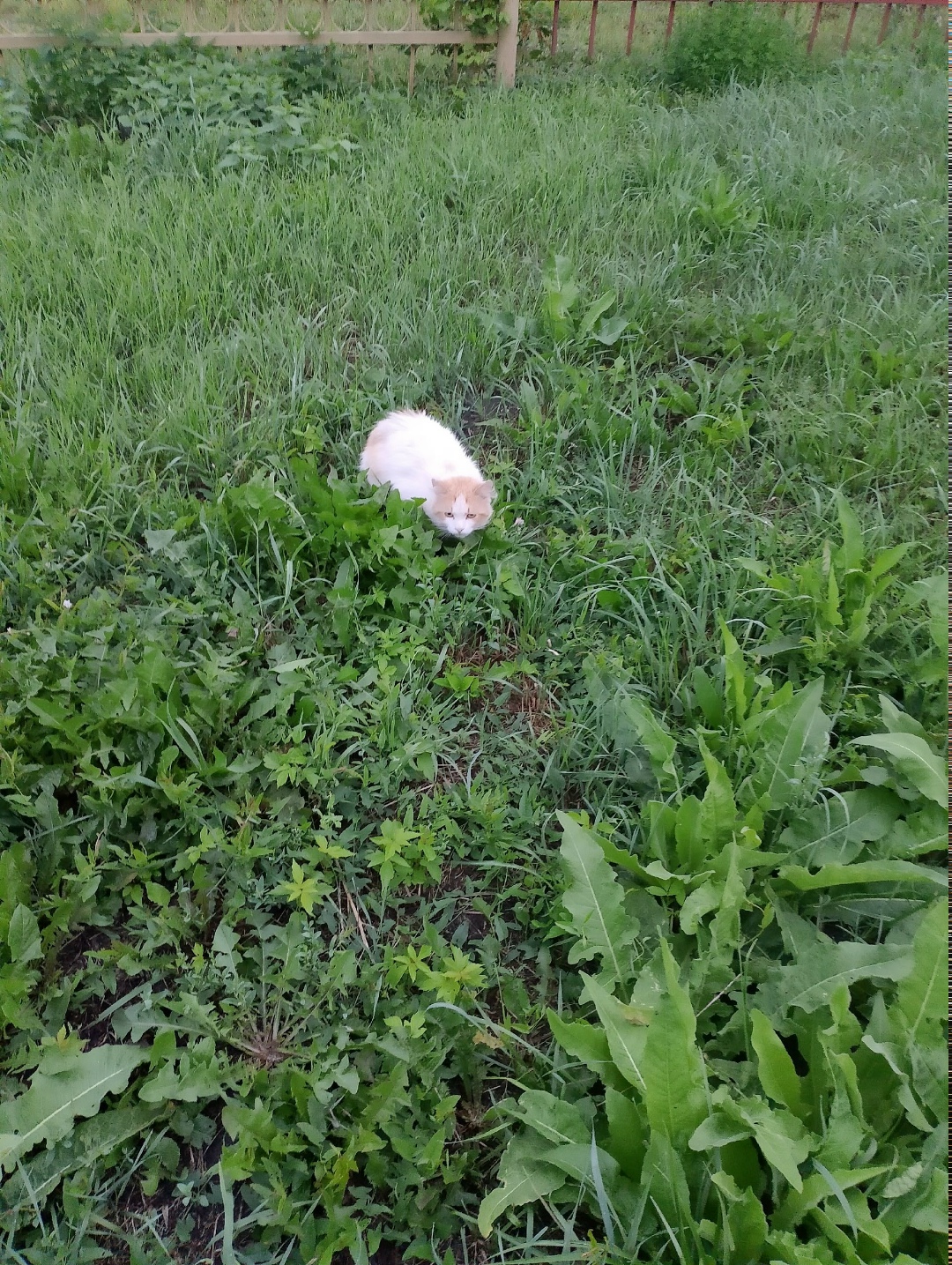 Найдена кошка в Кемерове — фото объявления