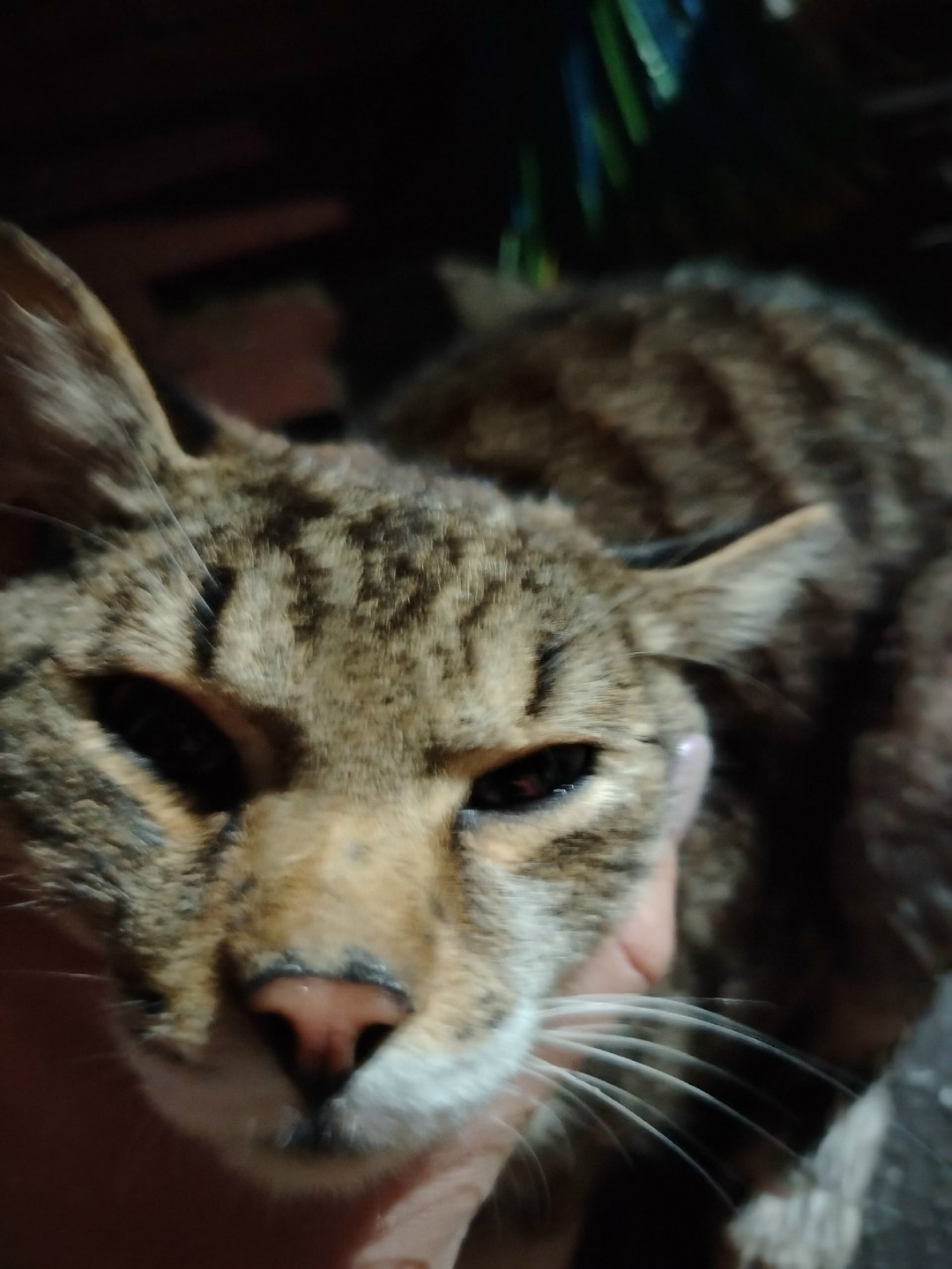 Найдена собака в Кемерове — фото объявления