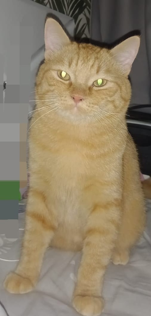 Пропала кошка в Кемерове — фото объявления