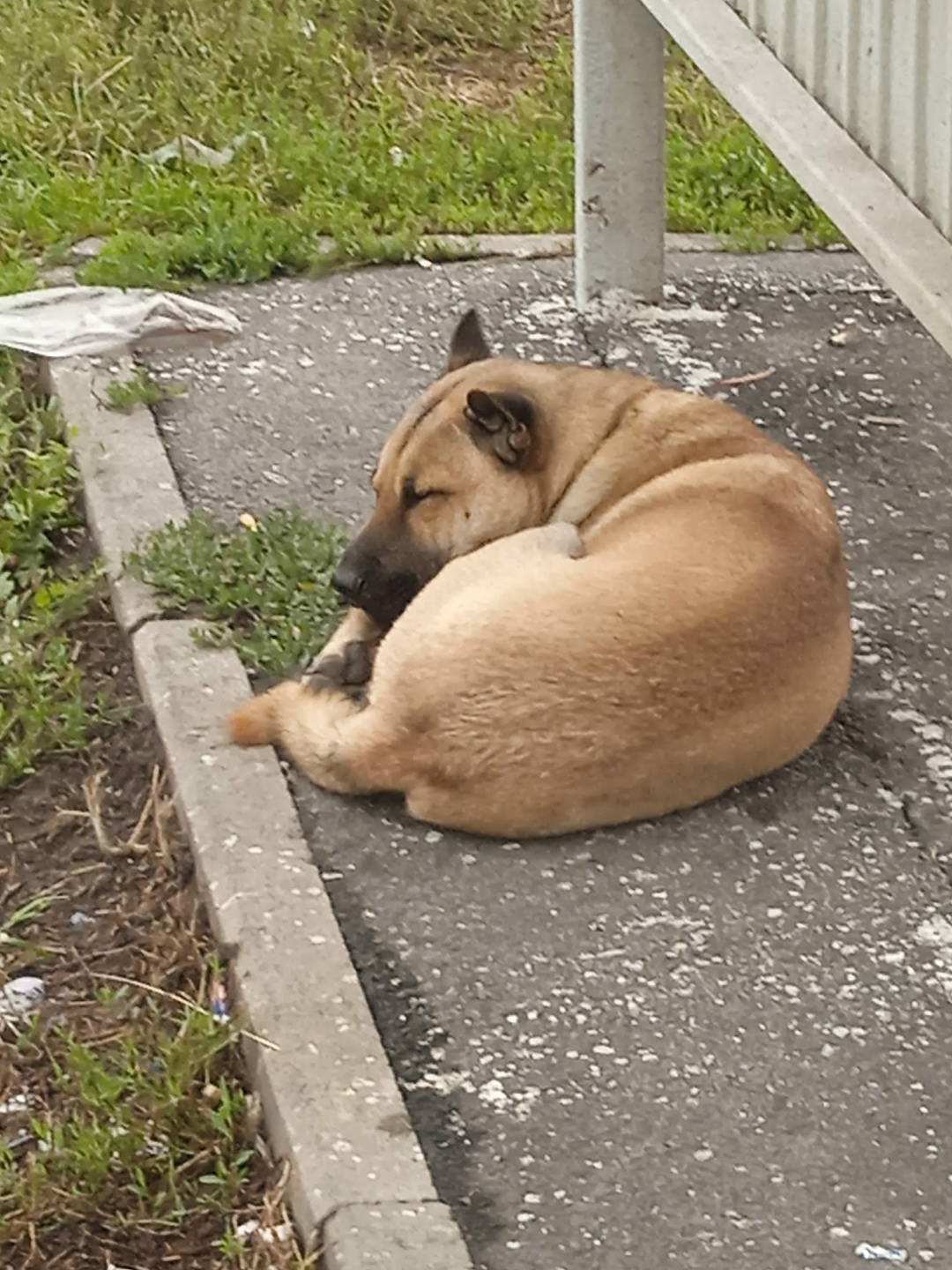 Найдена собака в Кемерове — фото объявления