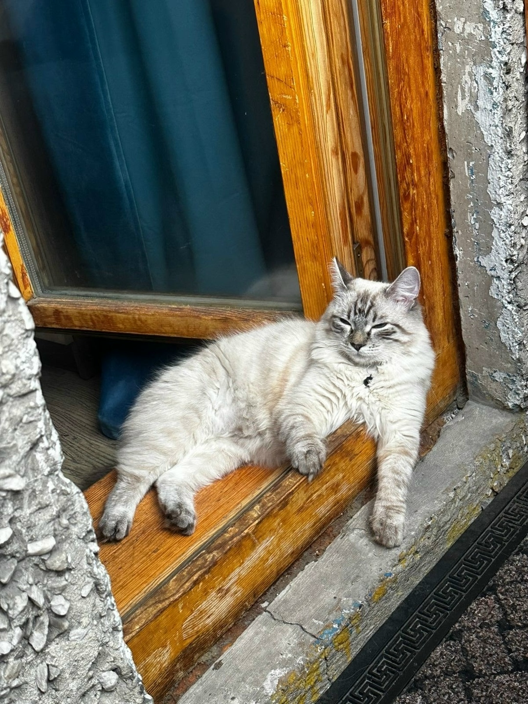 Пропала кошка в Кемерове — фото объявления