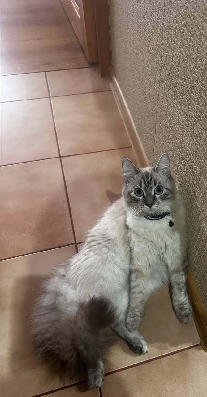 Пропала кошка в Кемерове — фото объявления