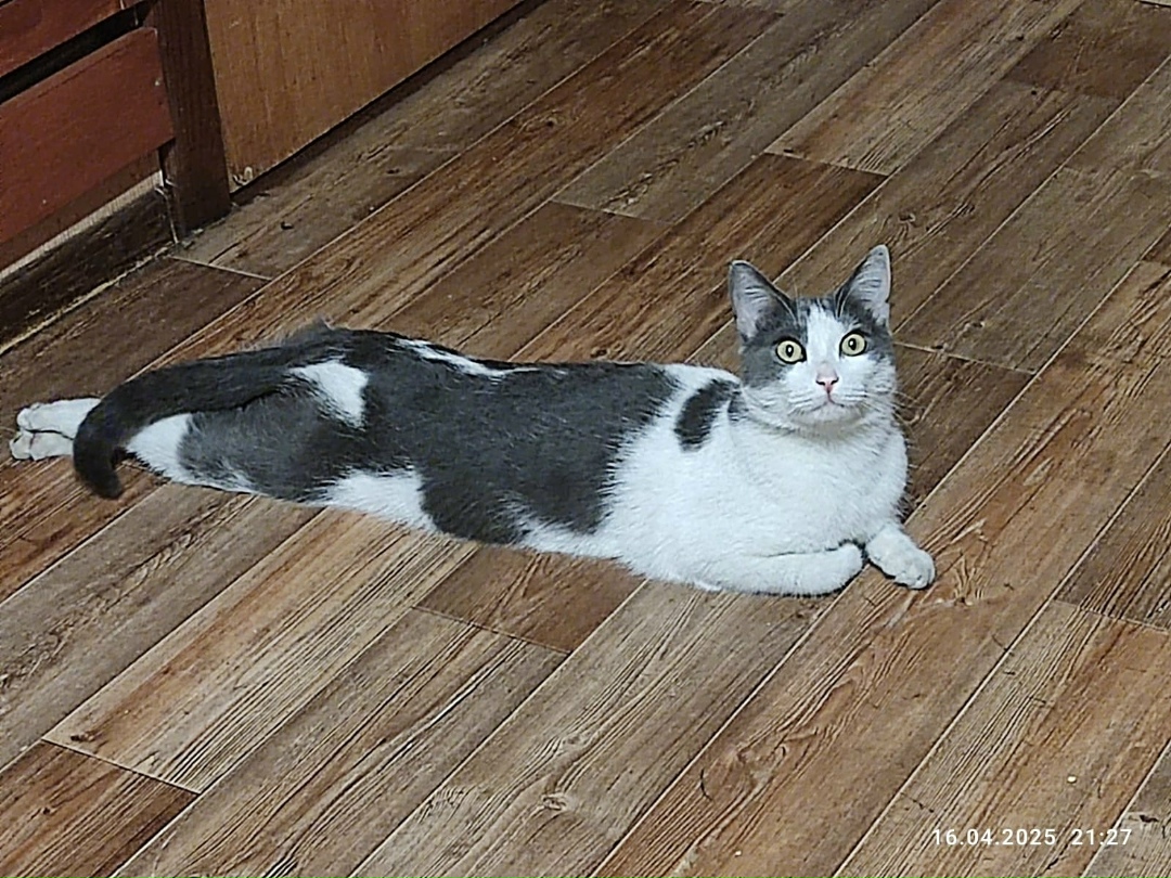 Пропала кошка в Кемерове — фото объявления