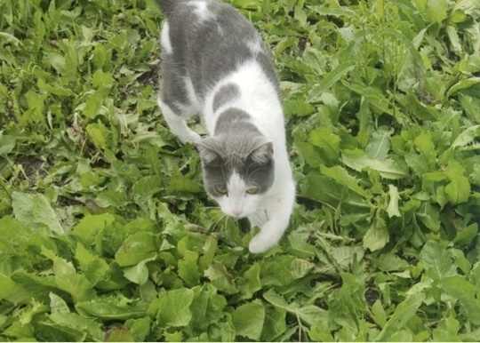 Пропала кошка в Кемерове — фото объявления