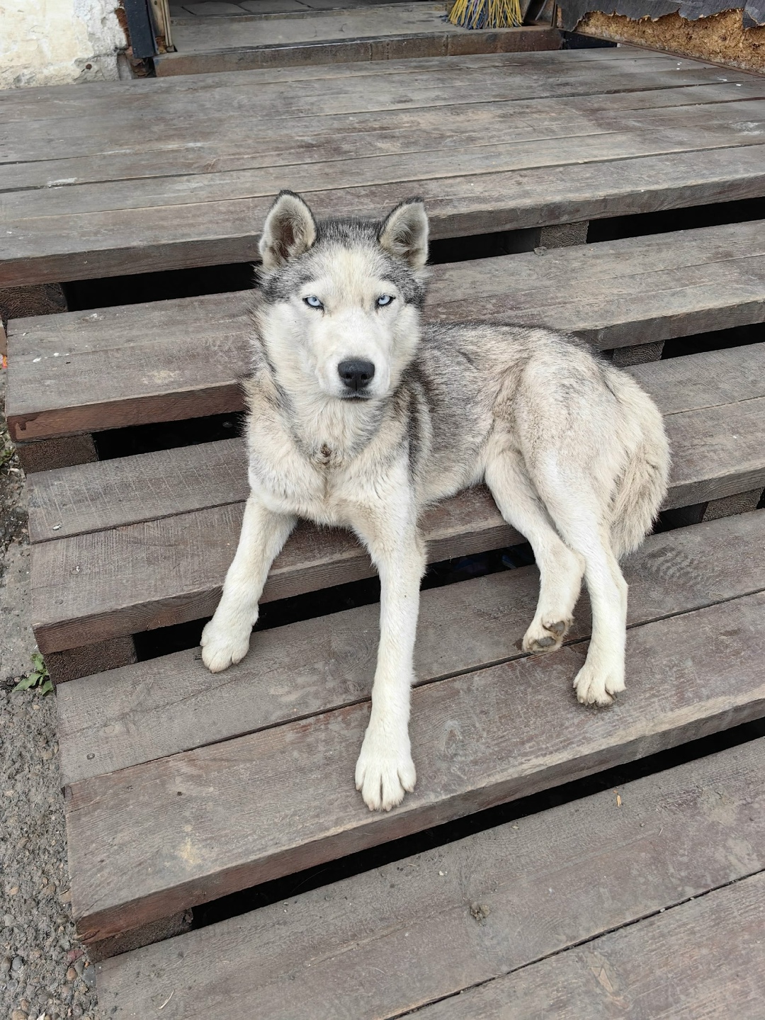 Пропала собака в Кемерове — фото объявления