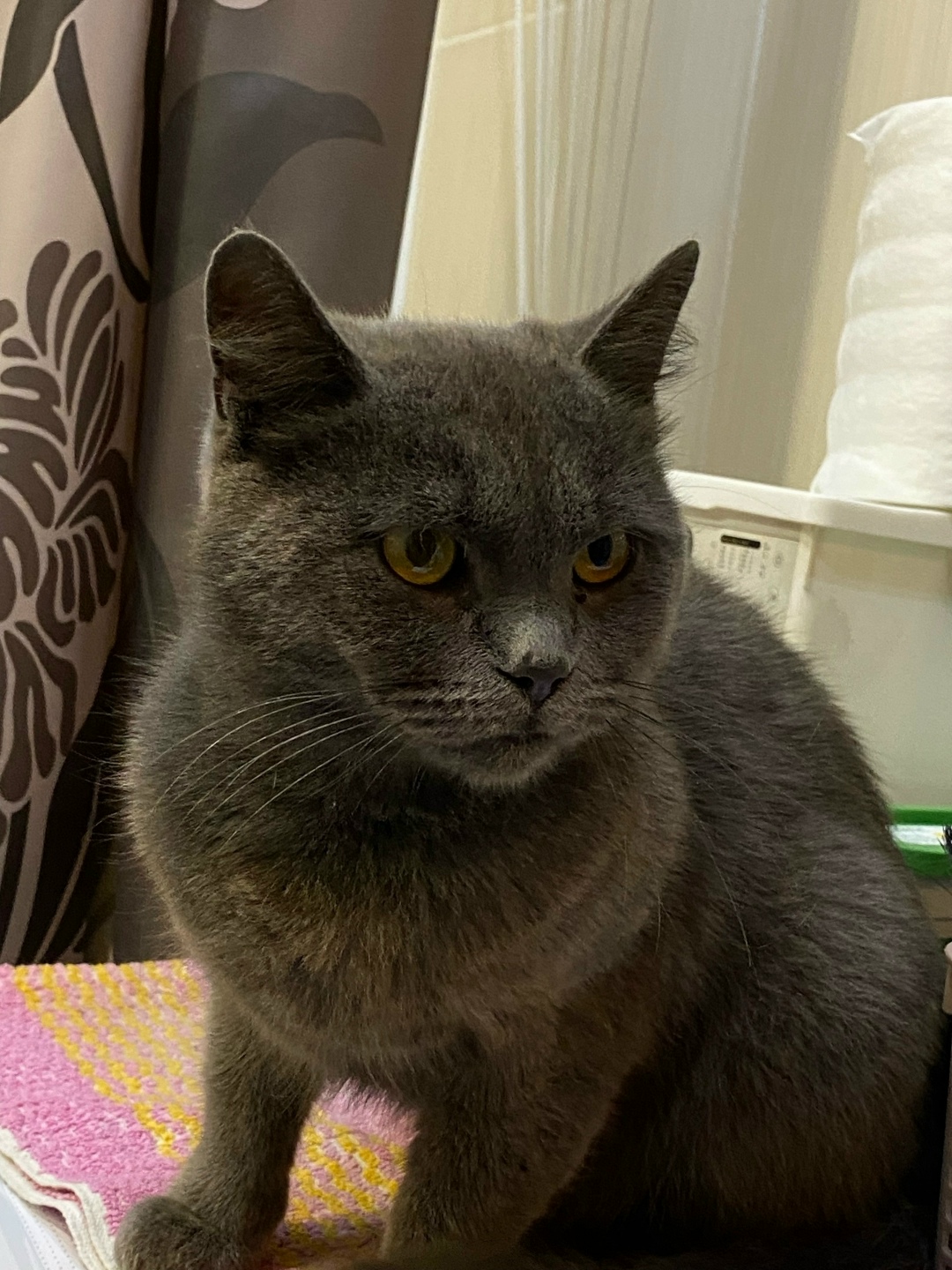 Найдена кошка в Кемерове — фото объявления