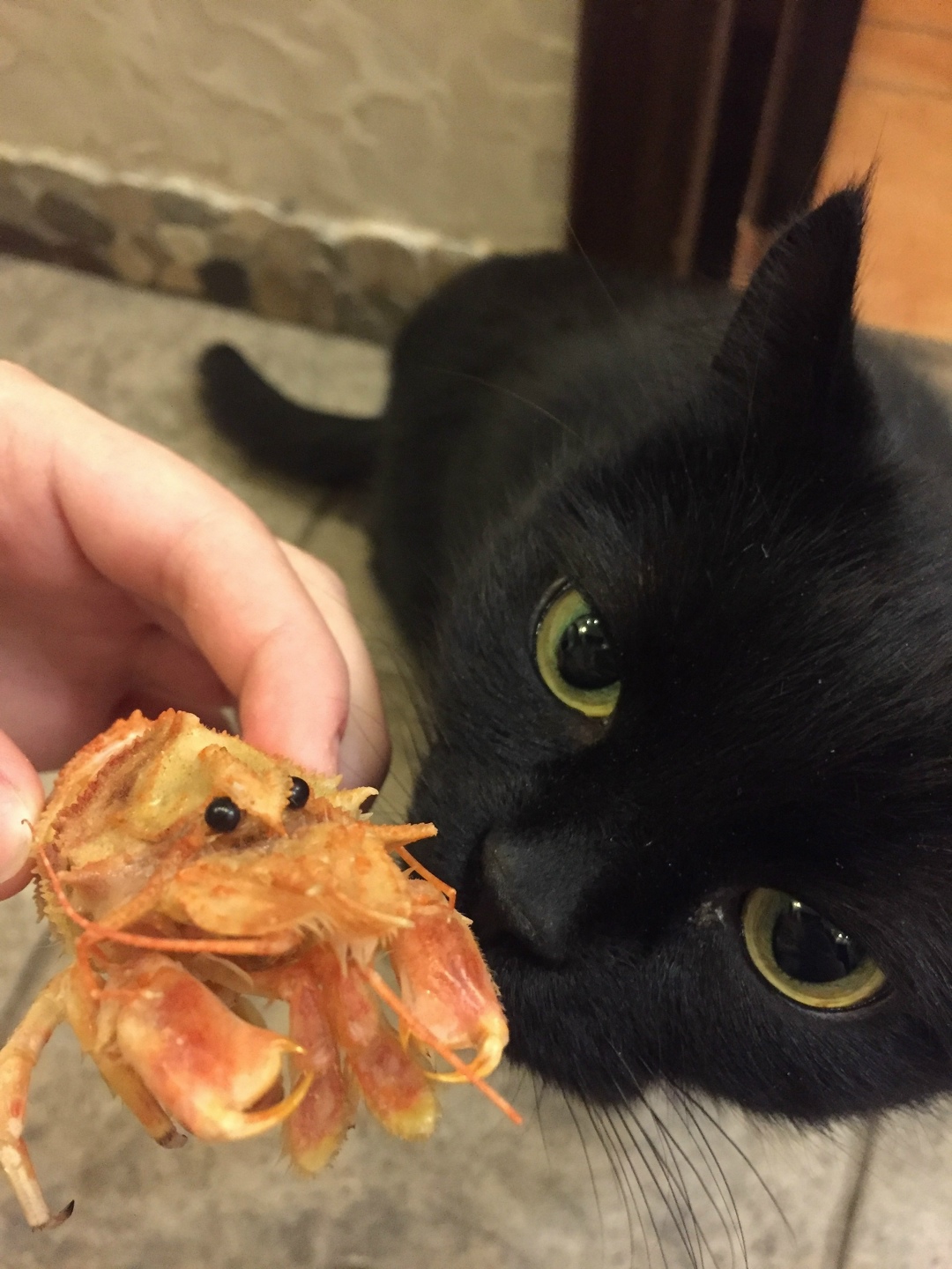 Пропала собака в Кемерове — фото объявления