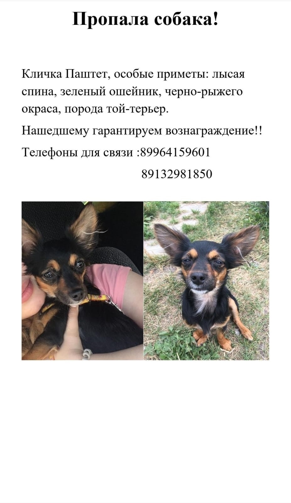 Пропала собака в Кемерове — фото объявления