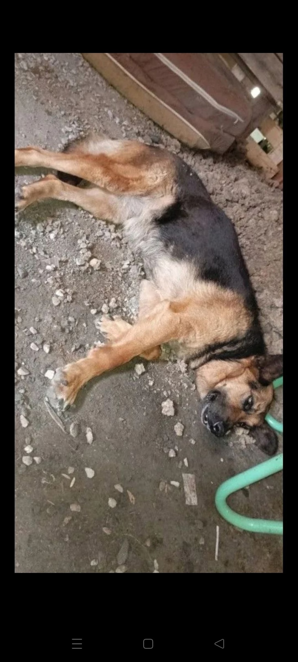 Найдена собака в Кемерове — фото объявления