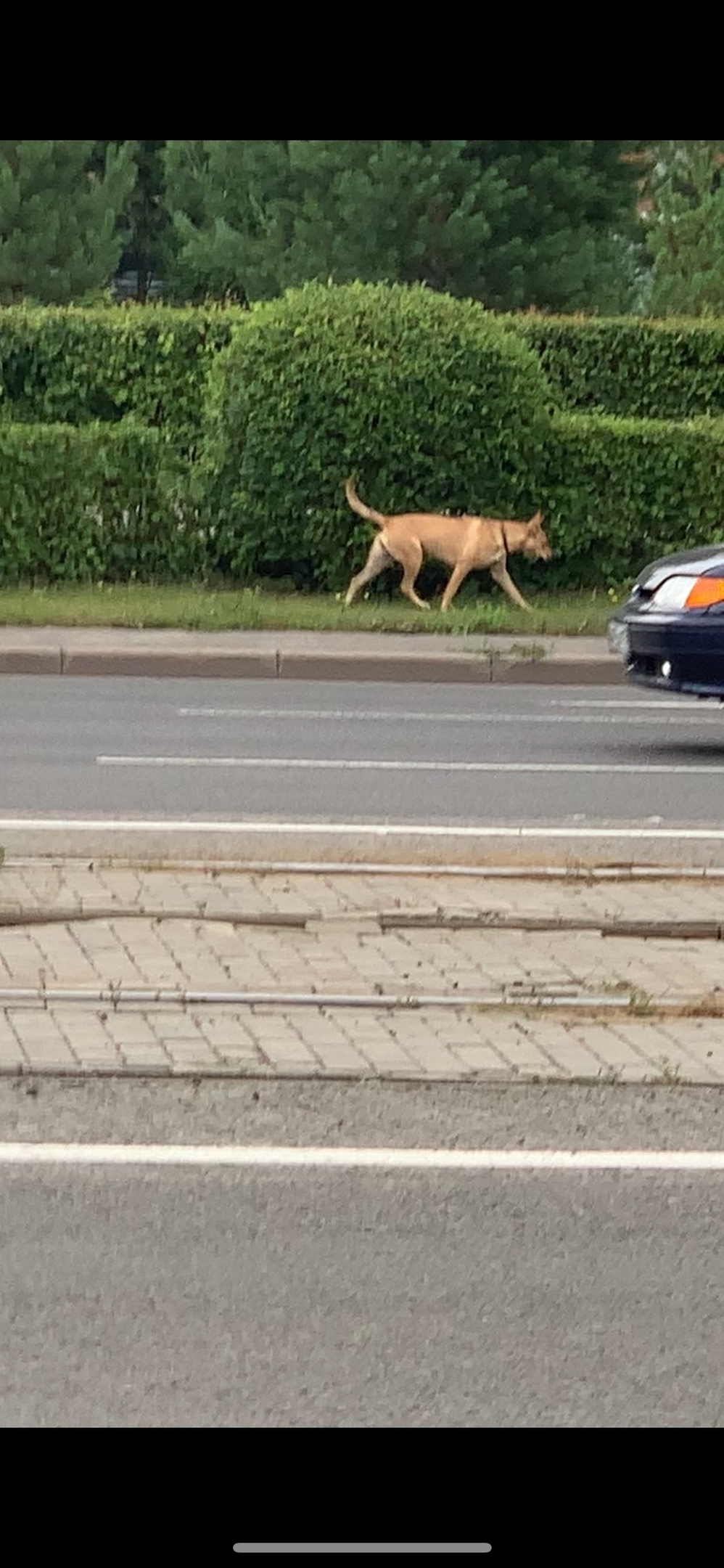 Найдена собака в Кемерове — фото объявления