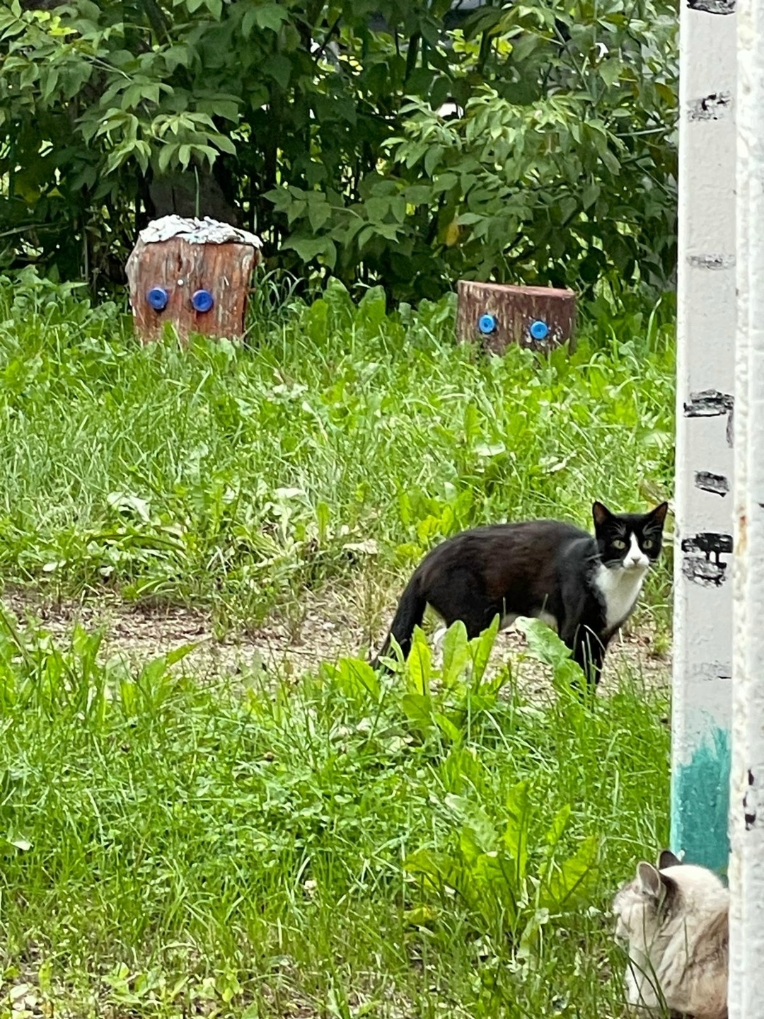 Найдена кошка в Кемерове — фото объявления