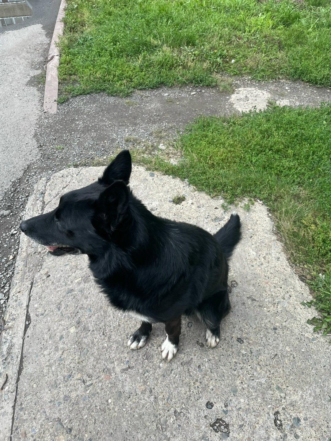 Найдена собака в Кемерове — фото объявления