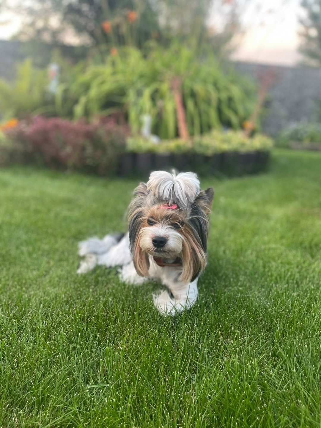 Пропала собака в Кемерове — фото объявления