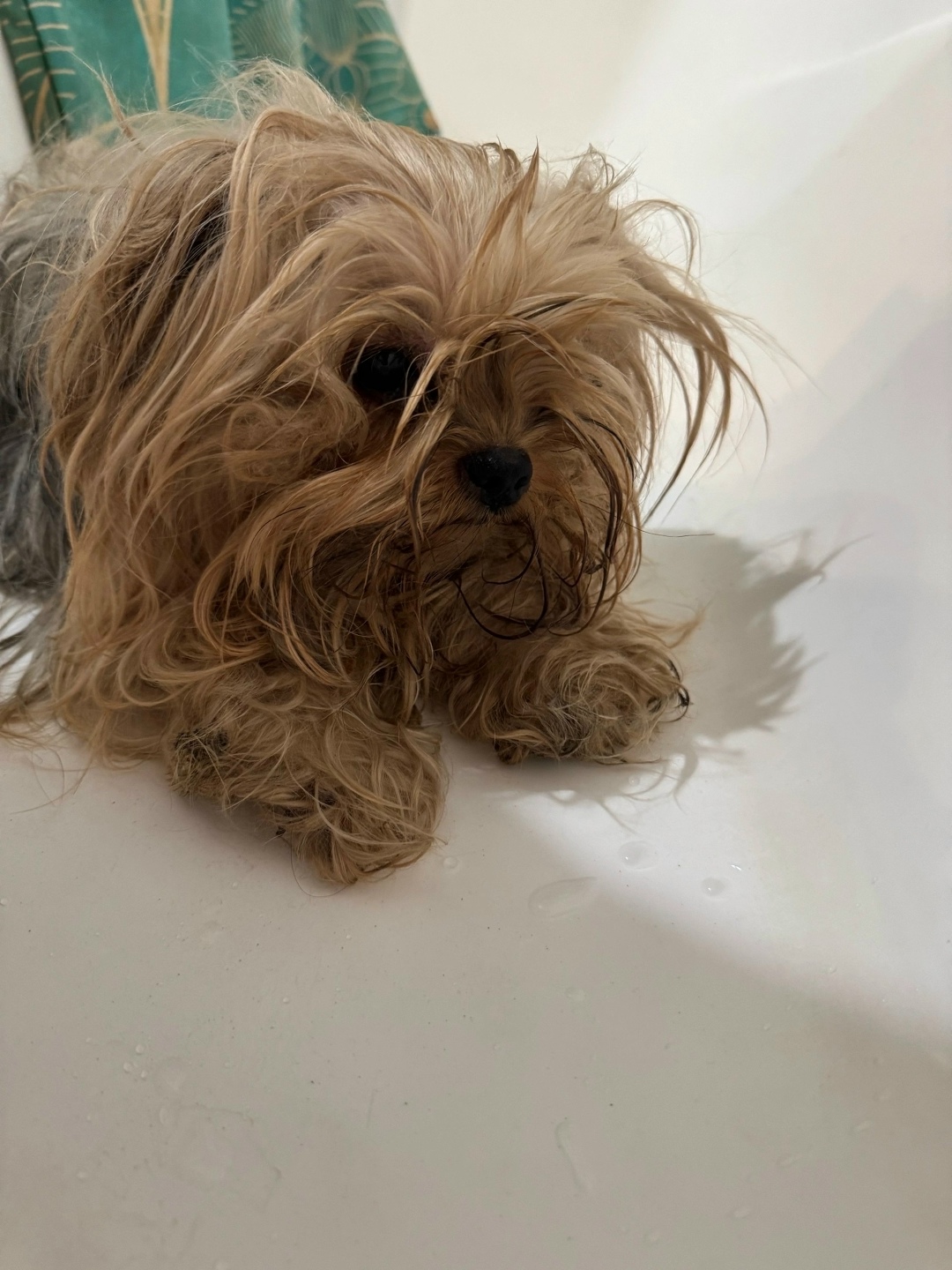 Найдена собака в Кемерове — фото объявления