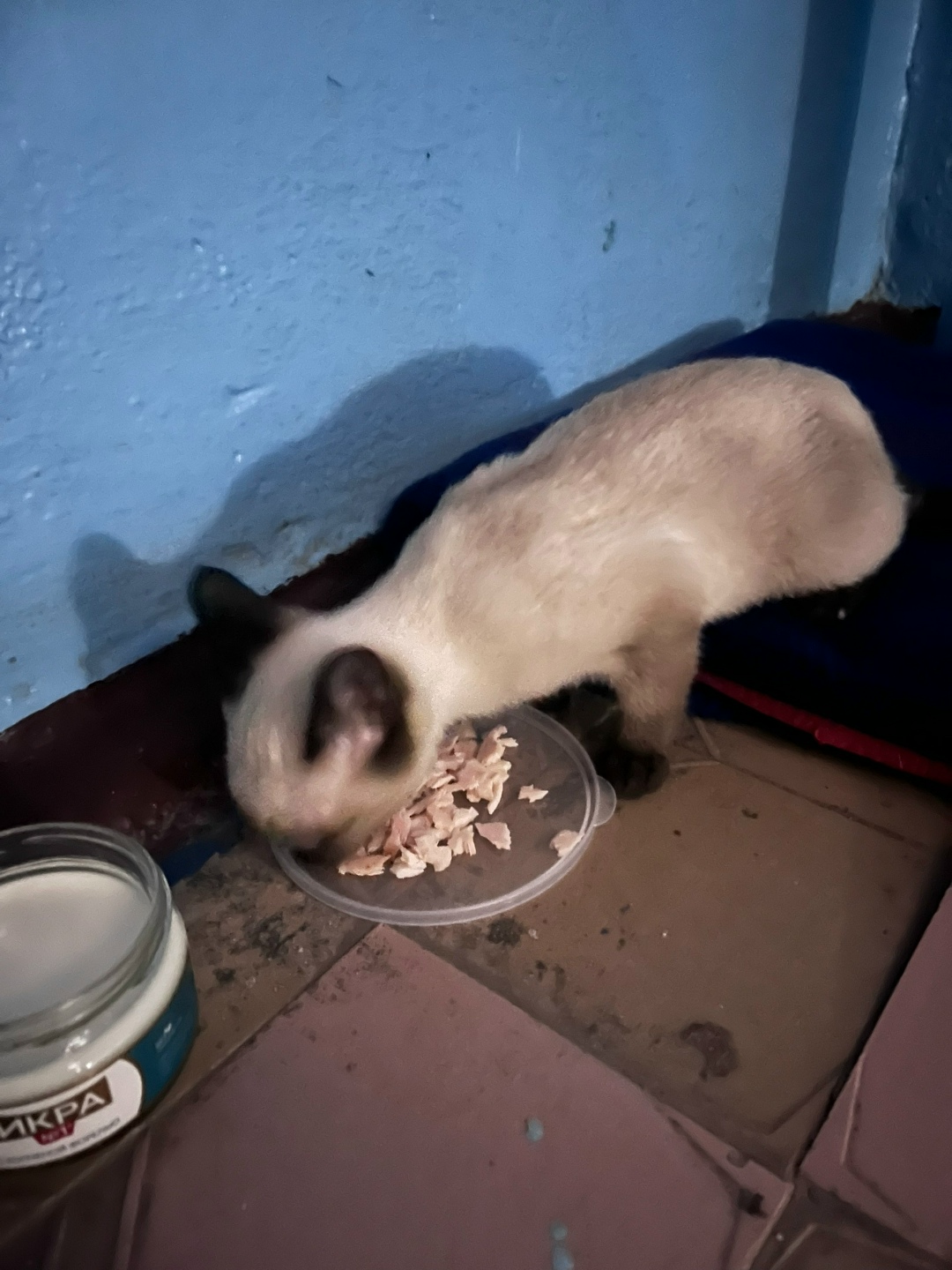 Найдена кошка в Кемерове — фото объявления