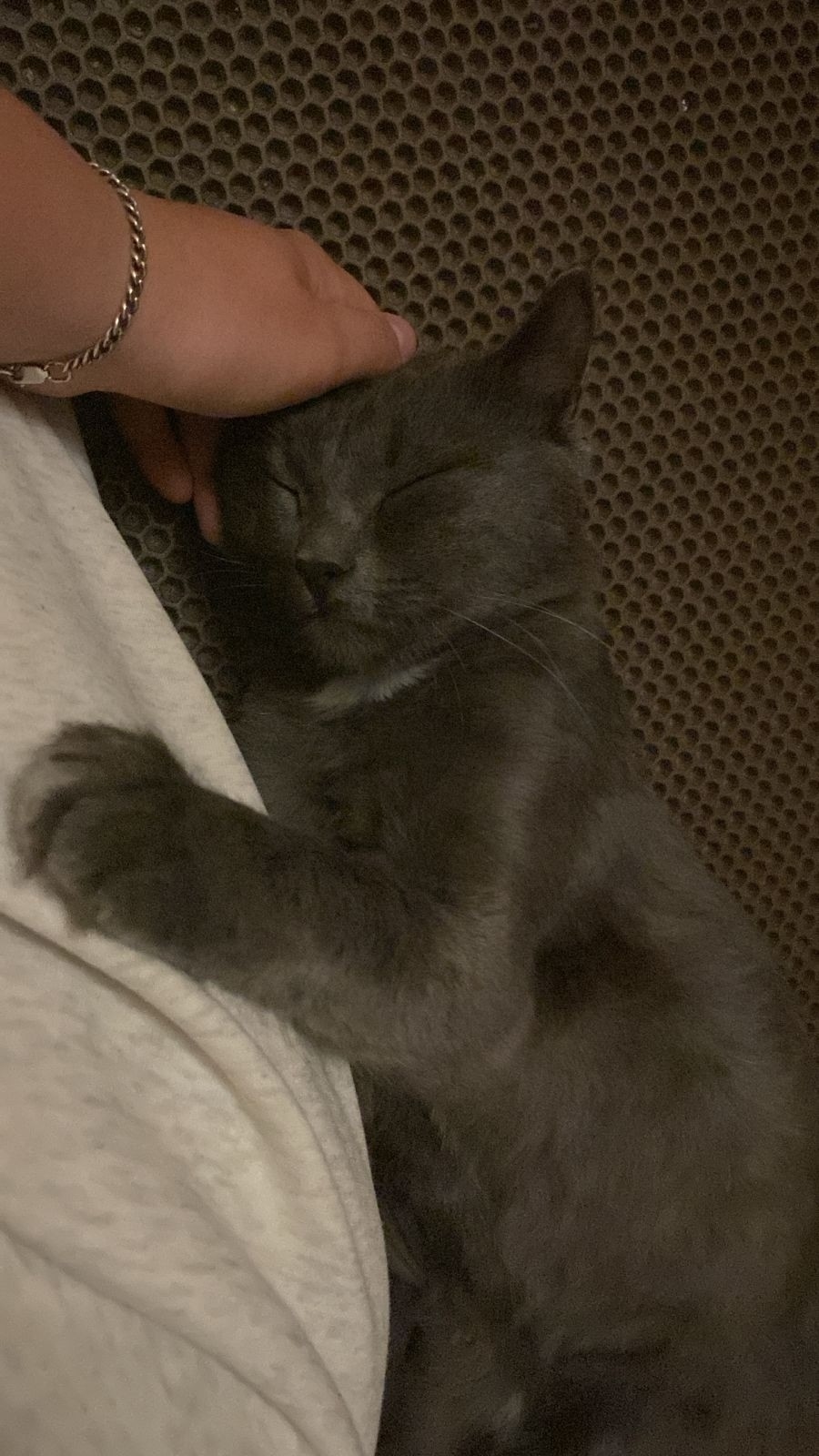 Найдена кошка в Кемерове — фото объявления