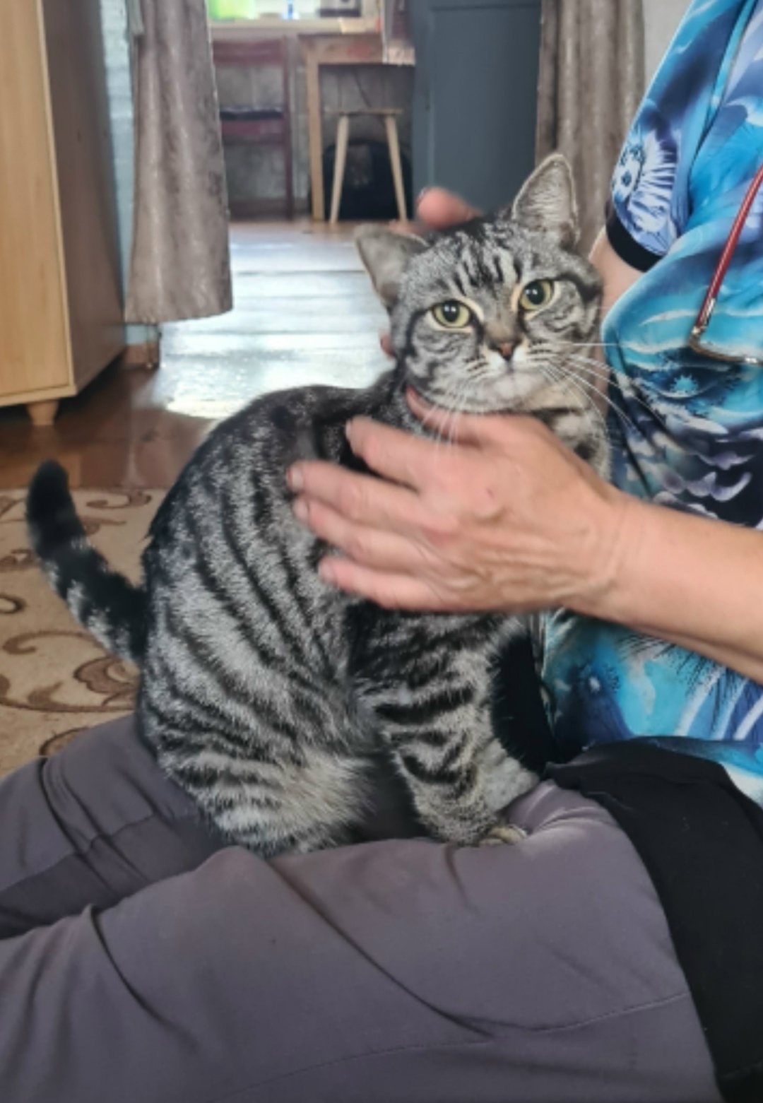 Найдена кошка в Кемерове — фото объявления