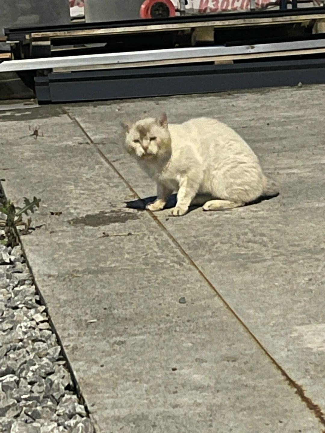 Найдена кошка в Кемерове — фото объявления