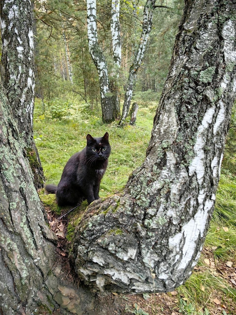 Пропала кошка в Кемерове — фото объявления