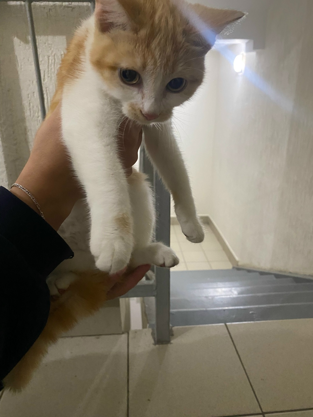 Пропала кошка в Кемерове — фото объявления