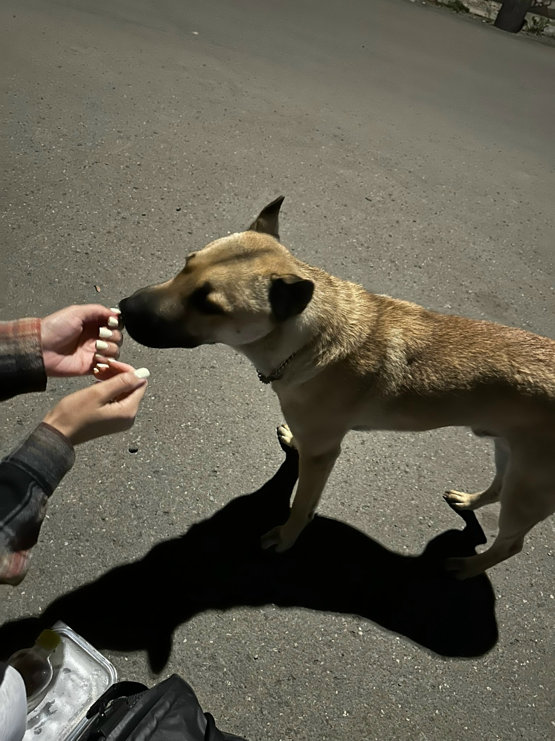 Пропала собака в Кемерове — фото объявления
