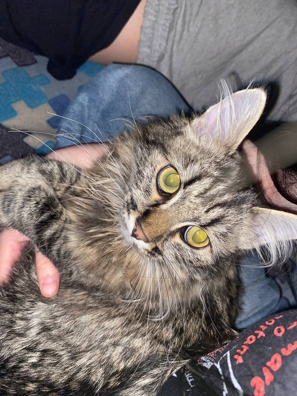 Пропала кошка в Кемерове — фото объявления