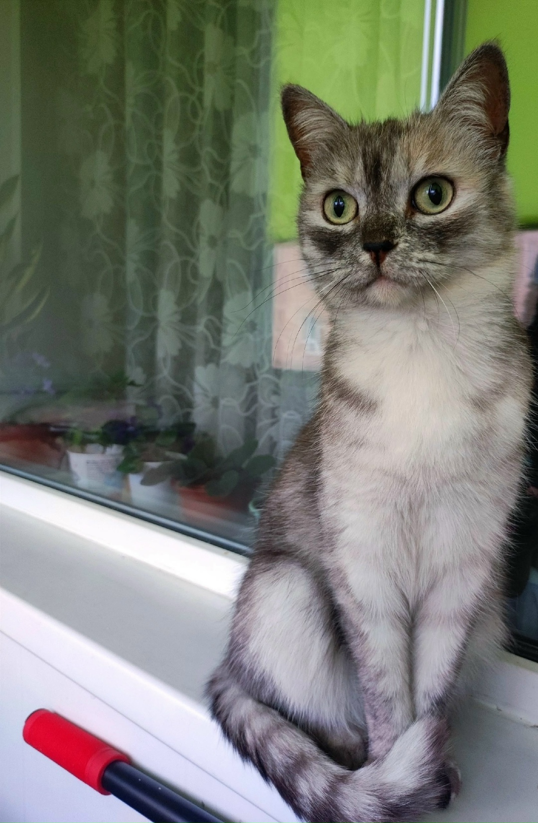 Пропала кошка в Кемерове — фото объявления