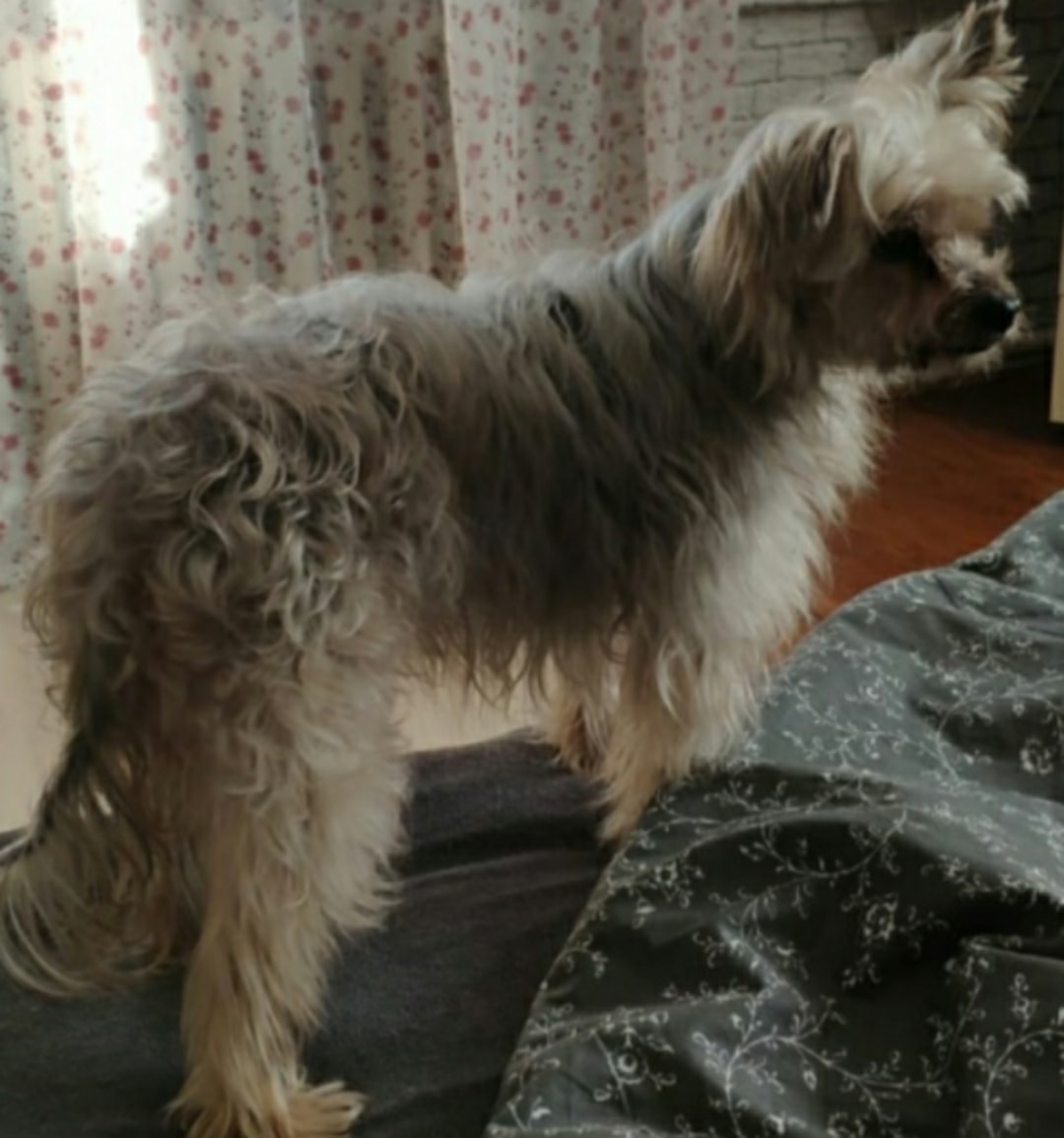 Пропала собака в Кемерове — фото объявления