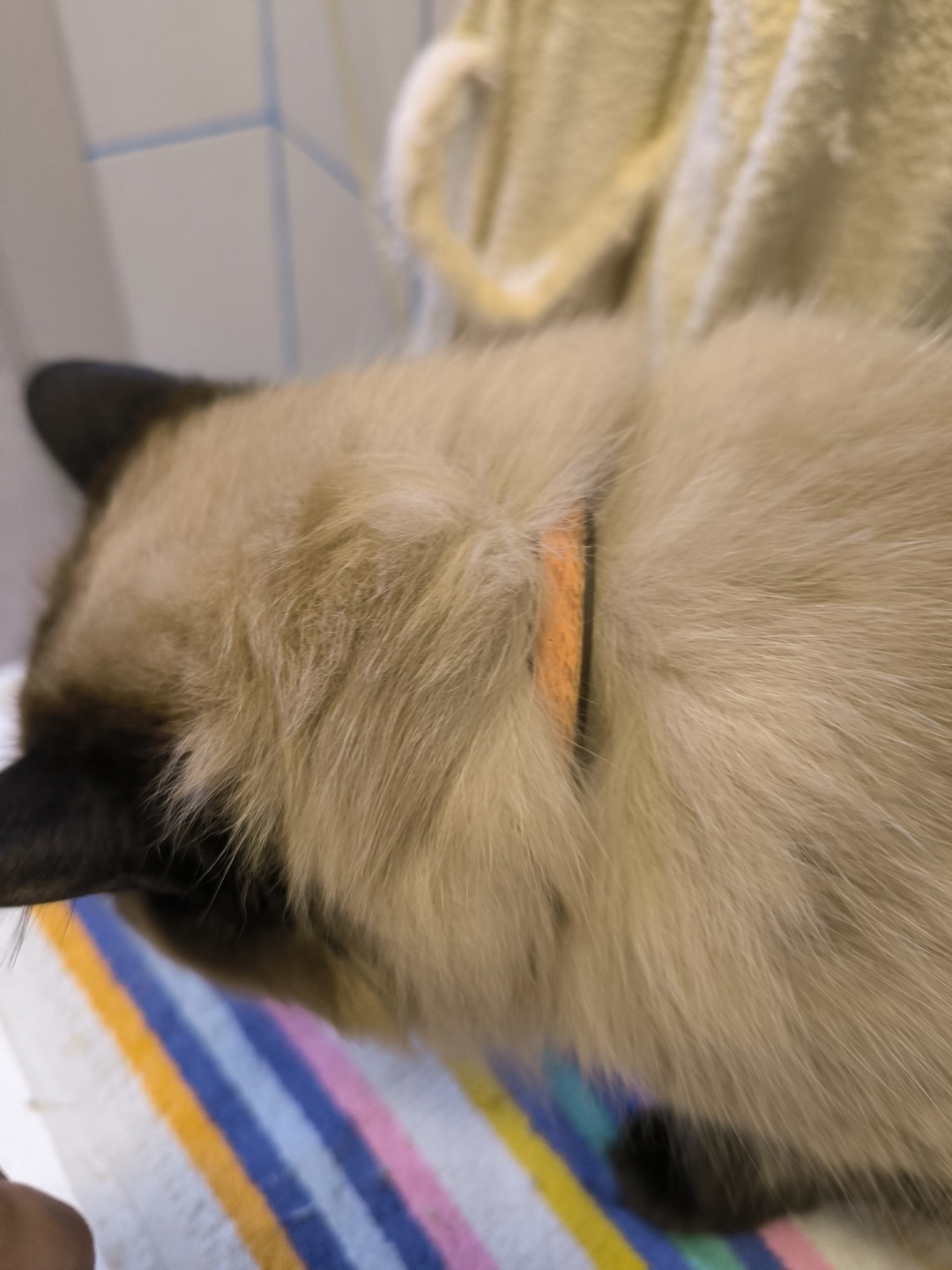 Пропала кошка в Кемерове — фото объявления