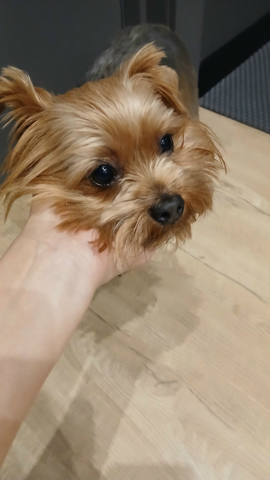 Найдена собака в Кемерове — фото объявления