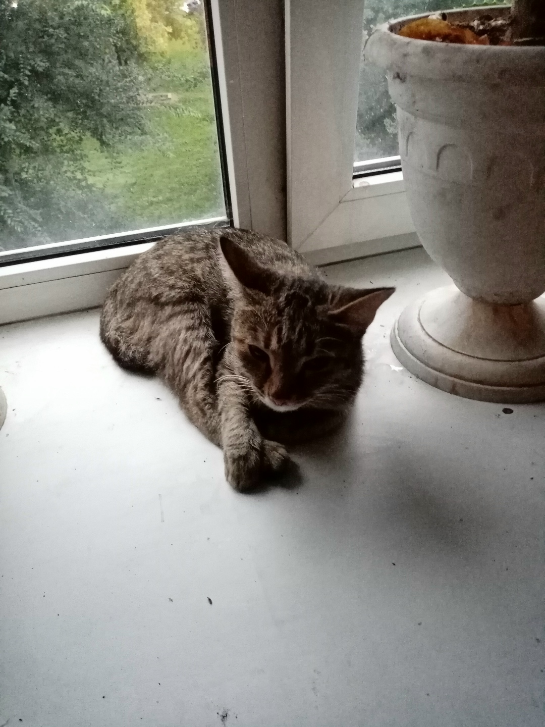 Найдена кошка в Кемерове — фото объявления