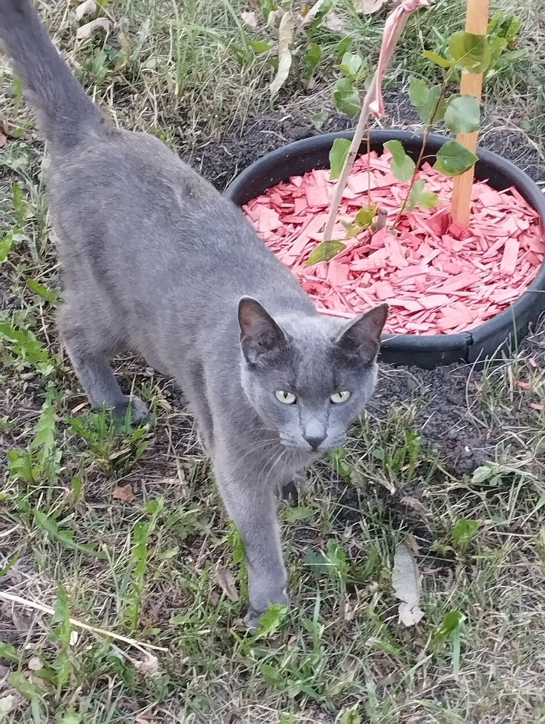 Найдена кошка в Кемерове — фото объявления