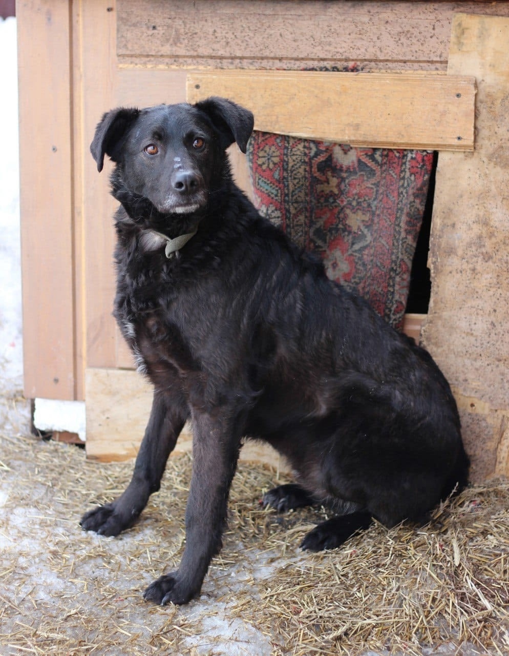 Пропала собака в Кемерове — фото объявления