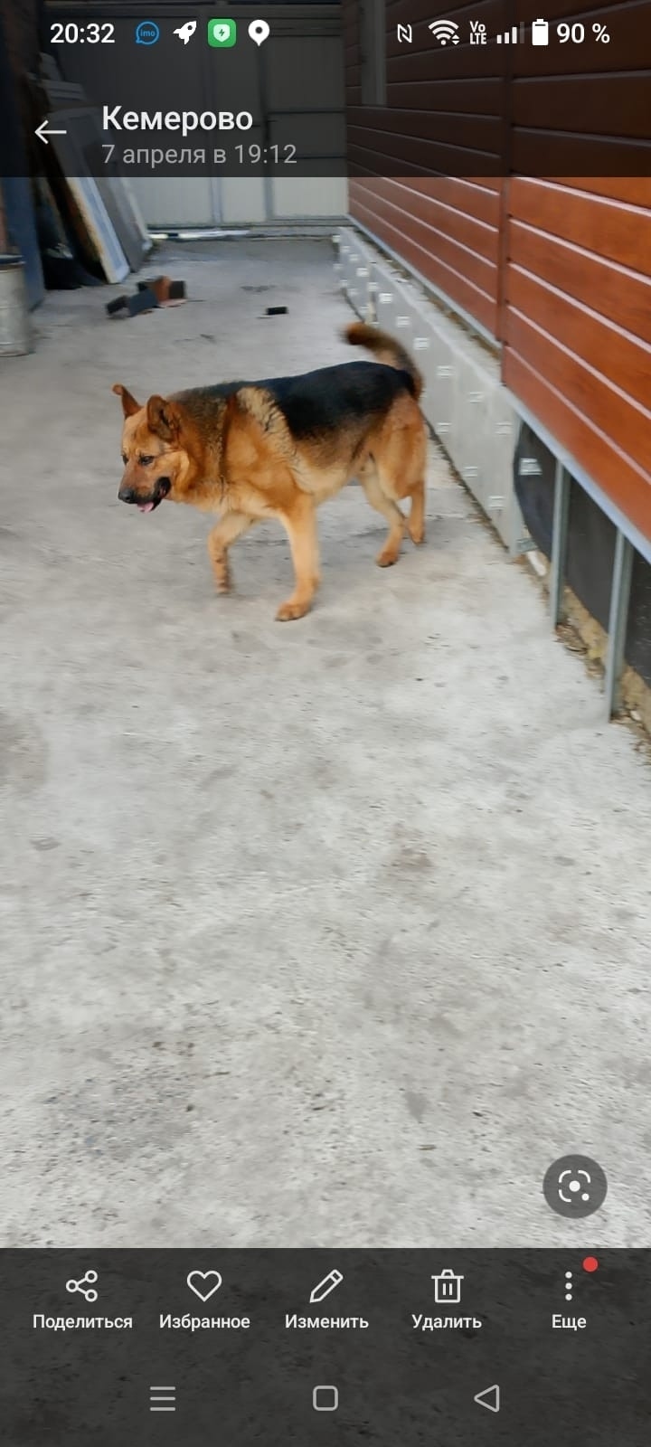 Пропала собака в Кемерове — фото объявления