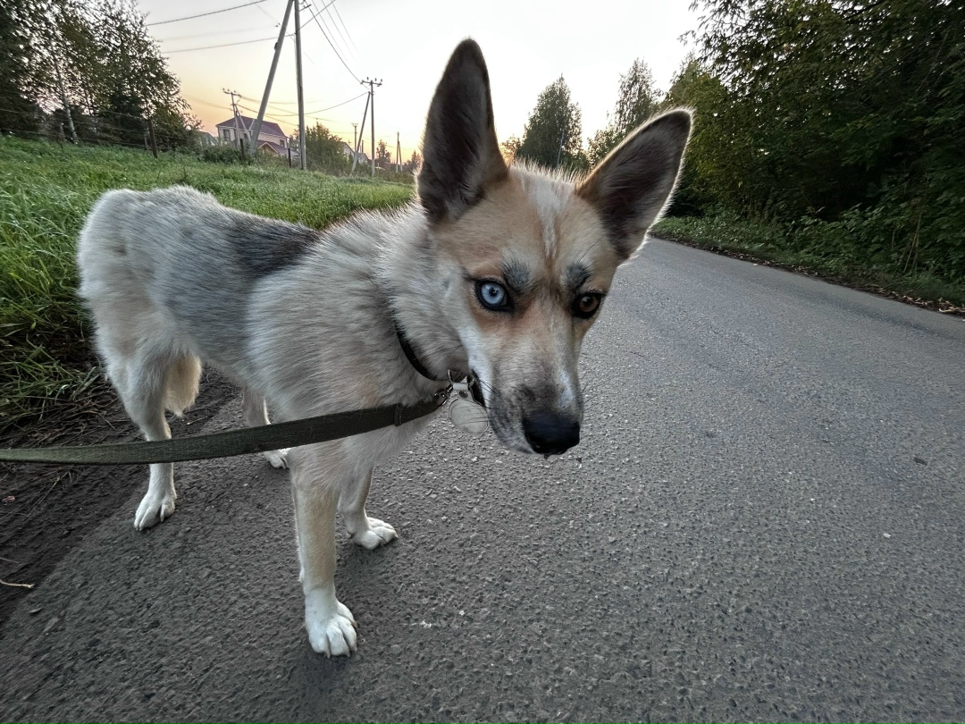 Найдена собака в Кемерове — фото объявления