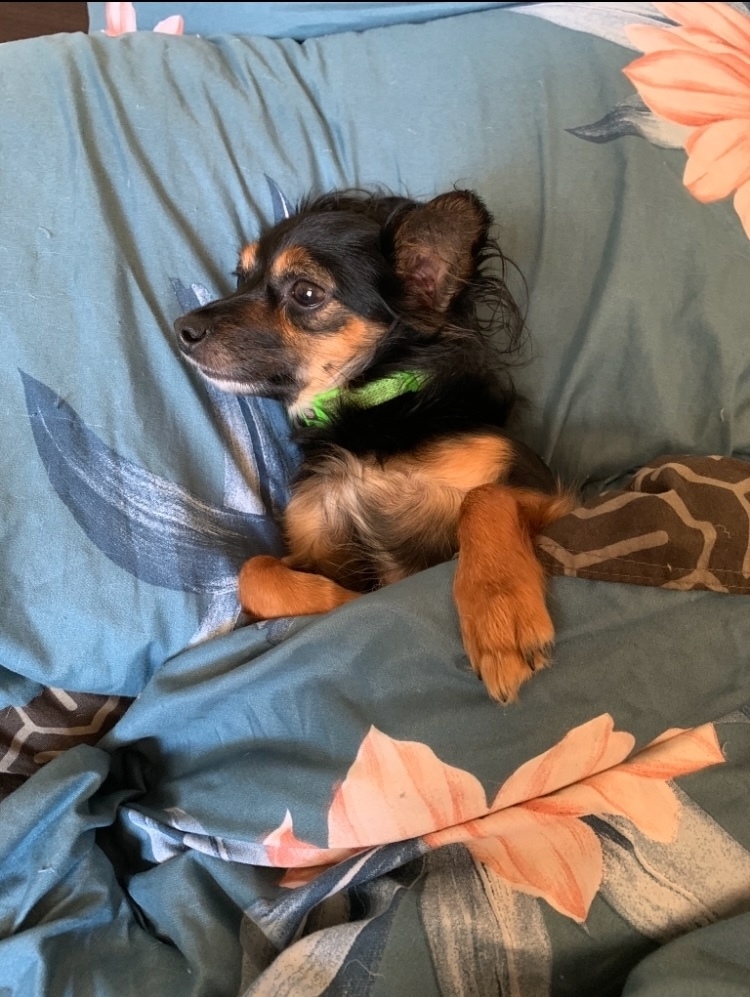 Пропала собака в Кемерове — фото объявления