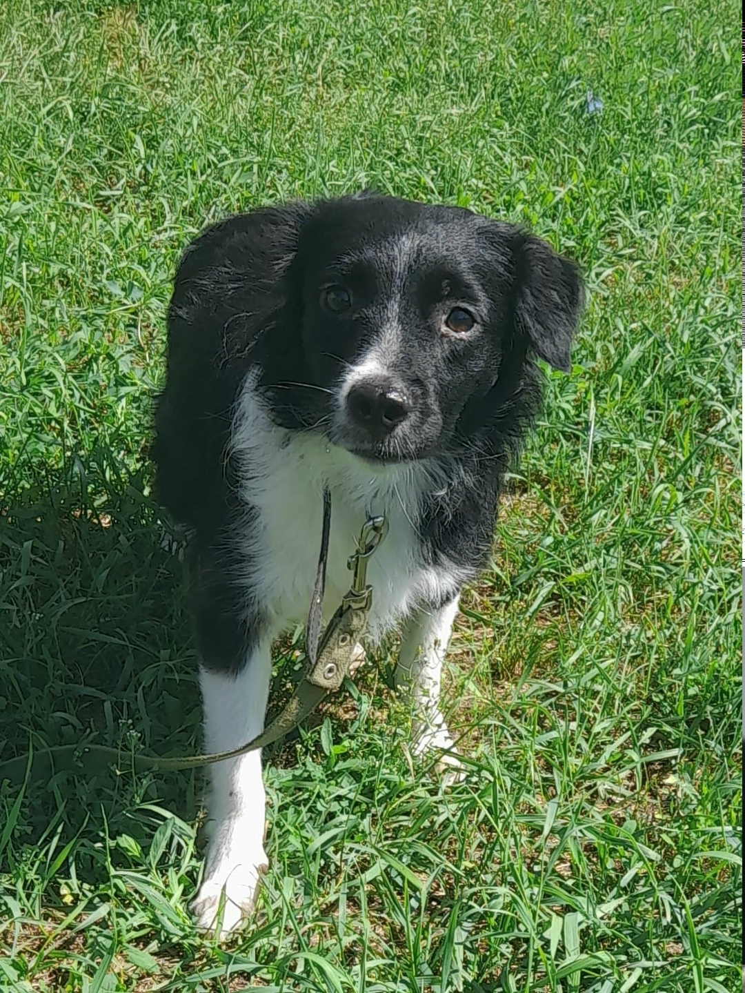 Пропала собака в Кемерове — фото объявления