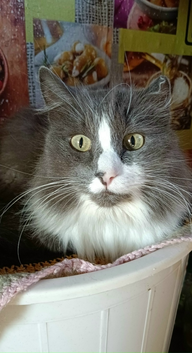 Пропала кошка в Кемерове — фото объявления