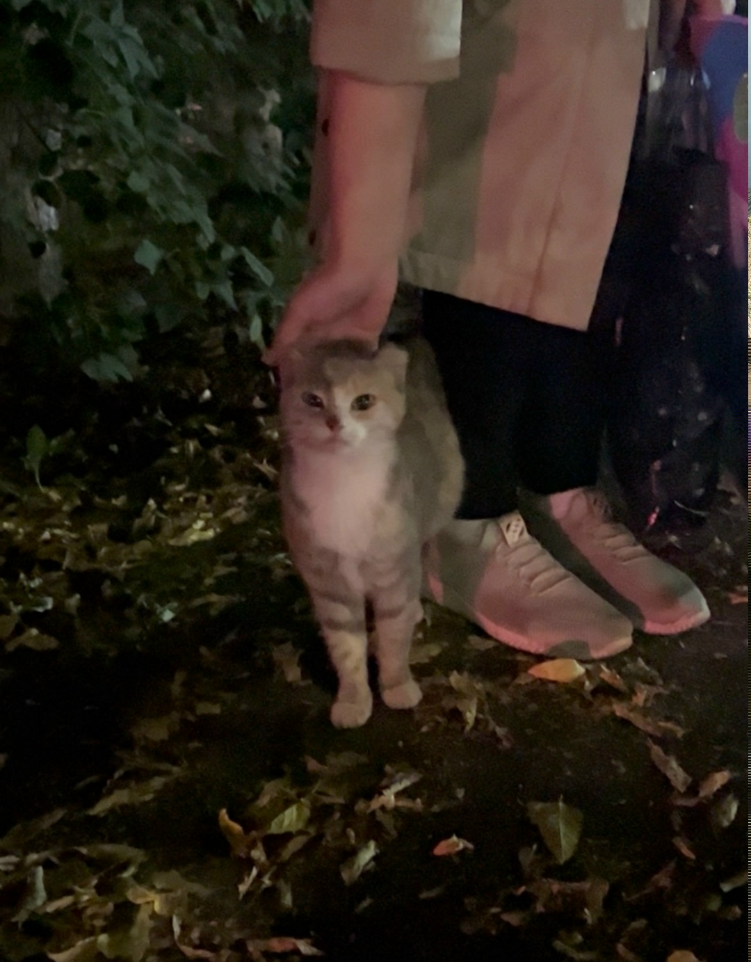 Пропала кошка в Кемерове — фото объявления