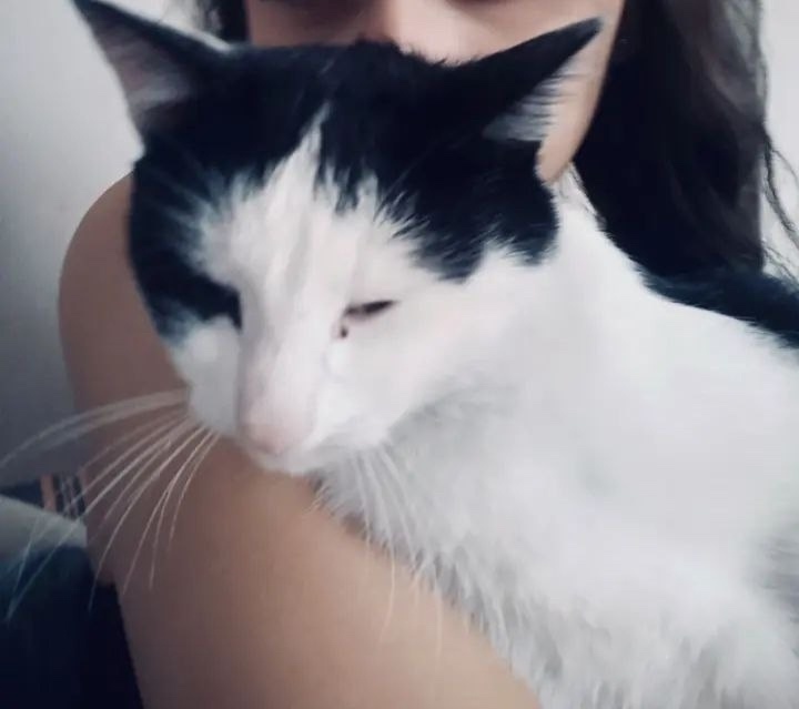 Пропала кошка в Кемерове — фото объявления