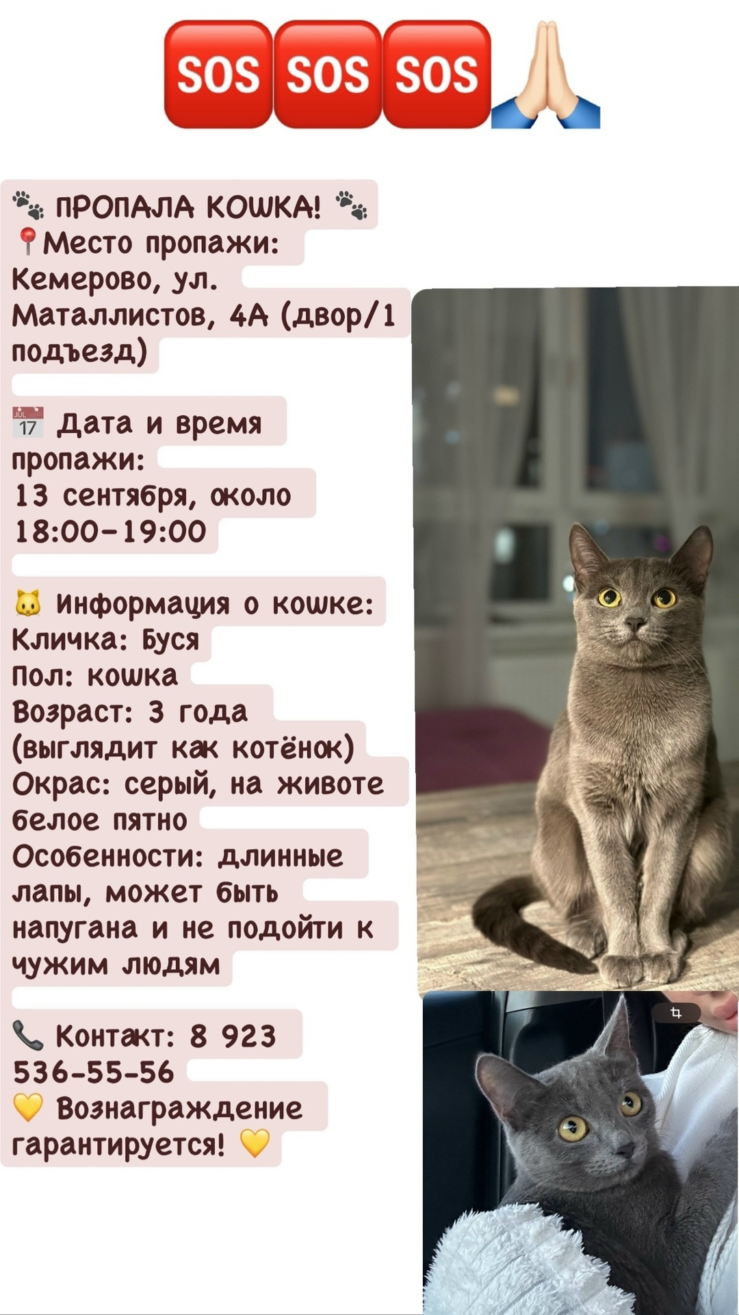 Найдена кошка в Кемерове — фото объявления