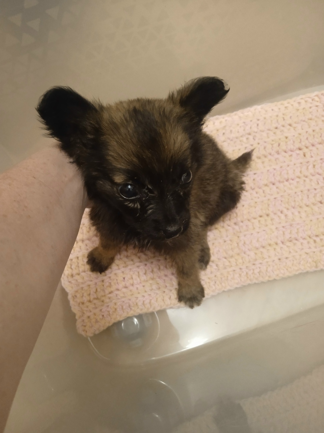 Найдена собака в Кемерове — фото объявления