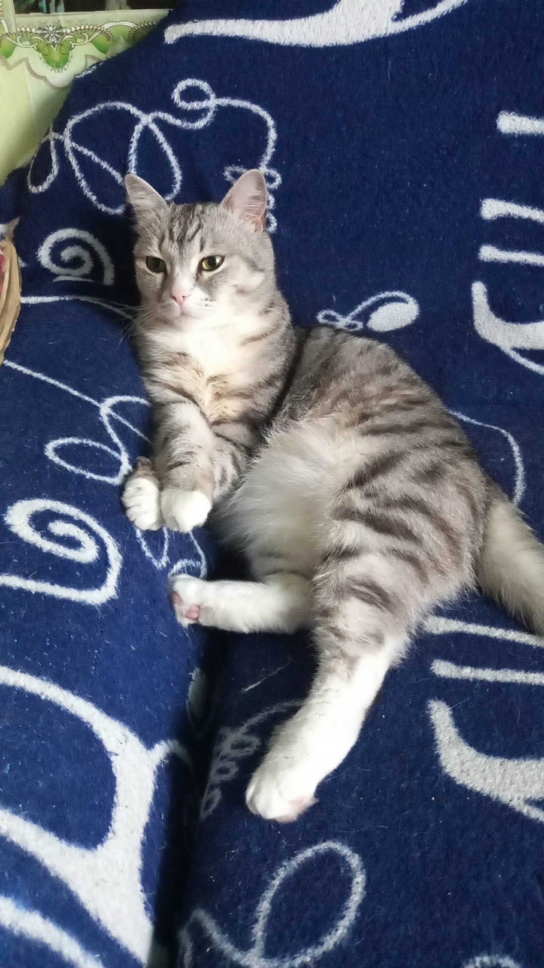 Пропала кошка в Кемерове — фото объявления