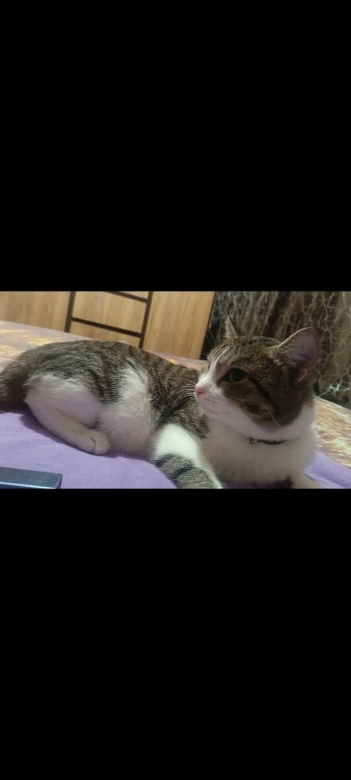 Пропала кошка в Кемерове — фото объявления