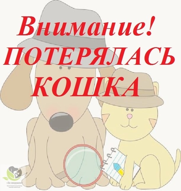 Пропала собака в Кемерове — фото объявления