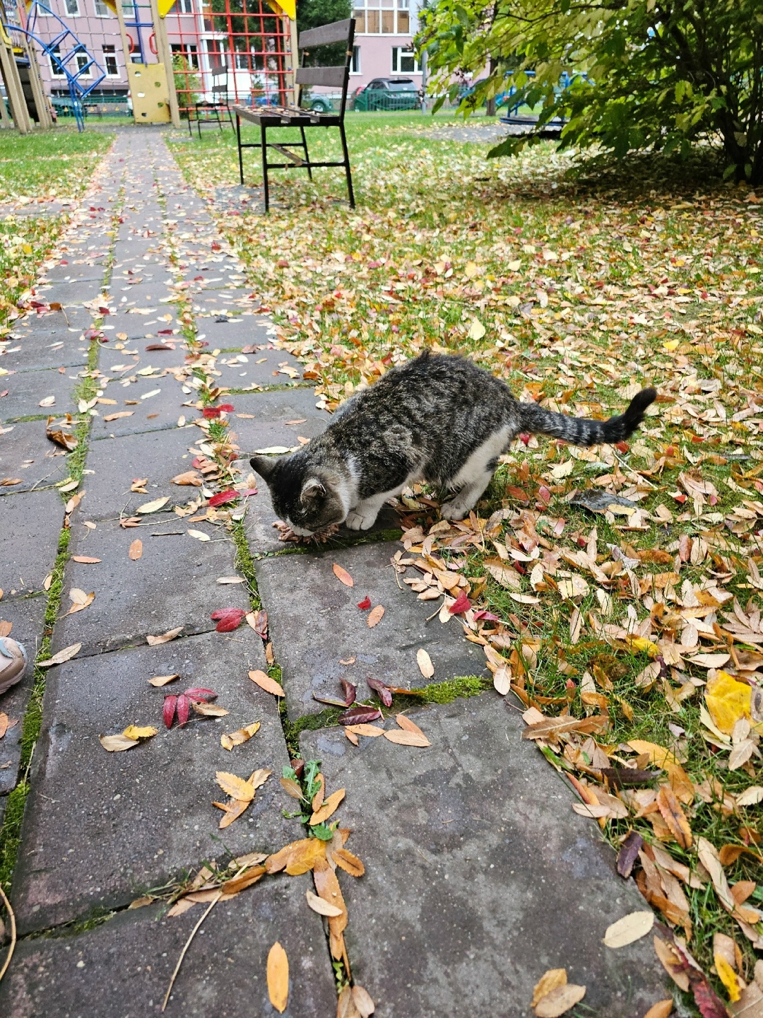 Найдена кошка в Кемерове — фото объявления