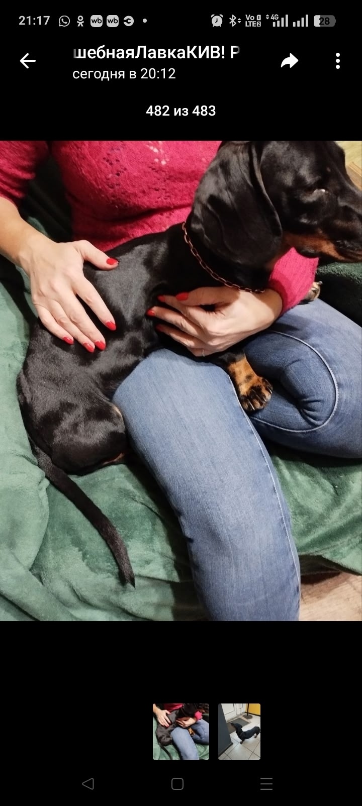 Найдена собака в Кемерове — фото объявления