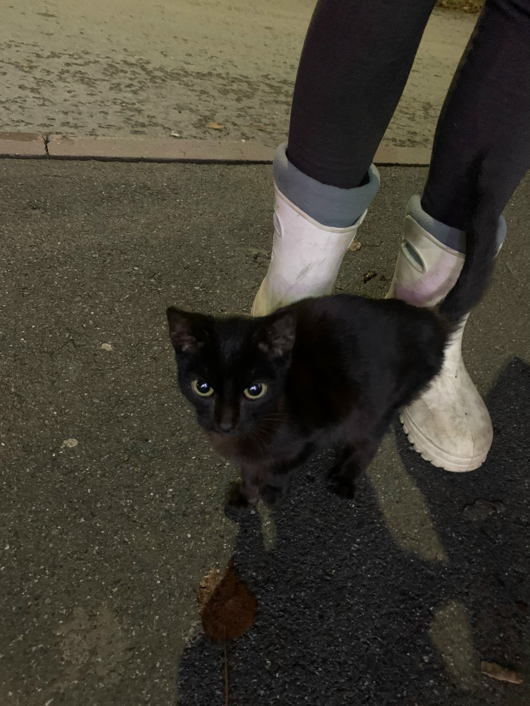 Найдена кошка в Кемерове — фото объявления