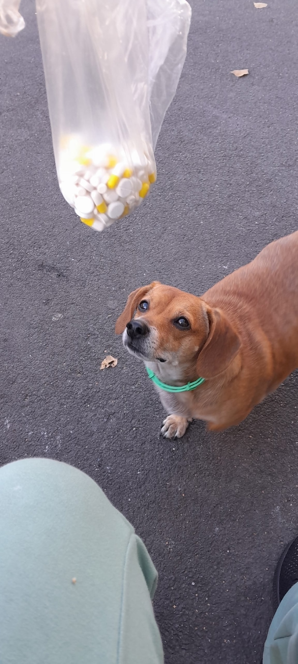 Пропала собака в Кемерове — фото объявления