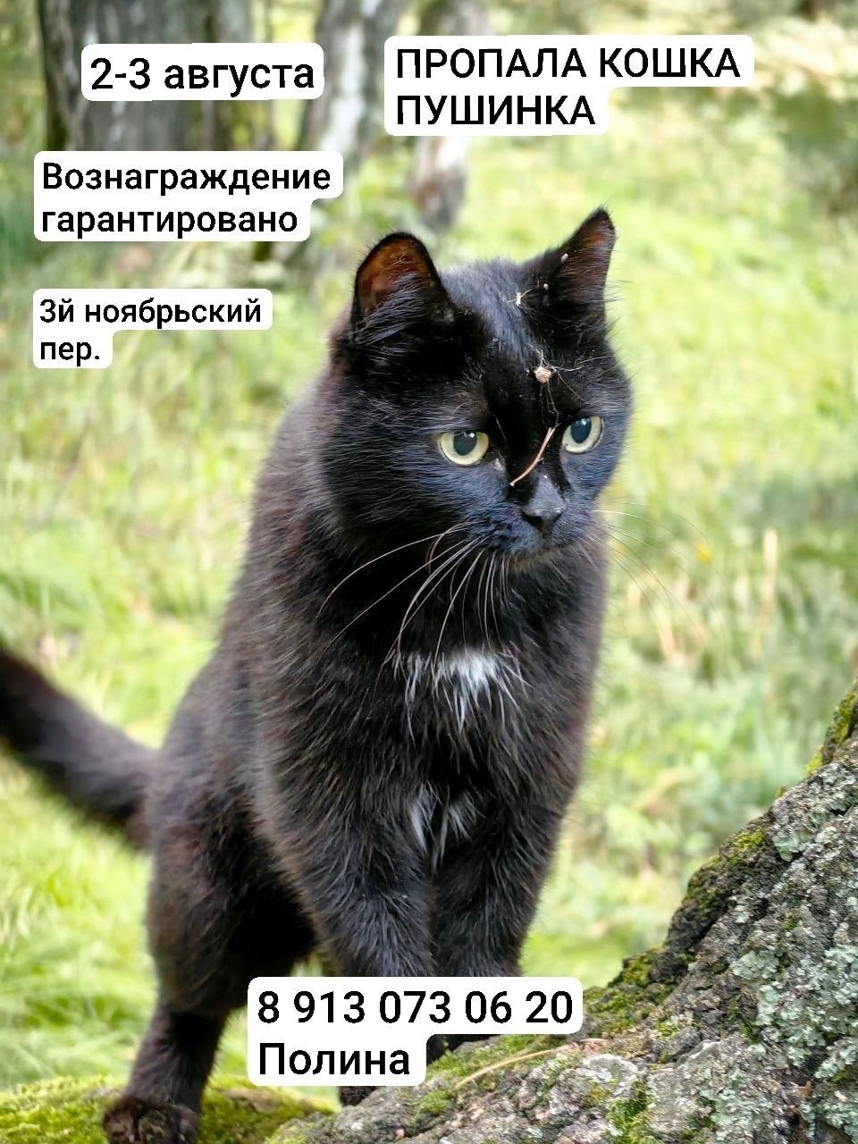 Найдена кошка в Кемерове — фото объявления